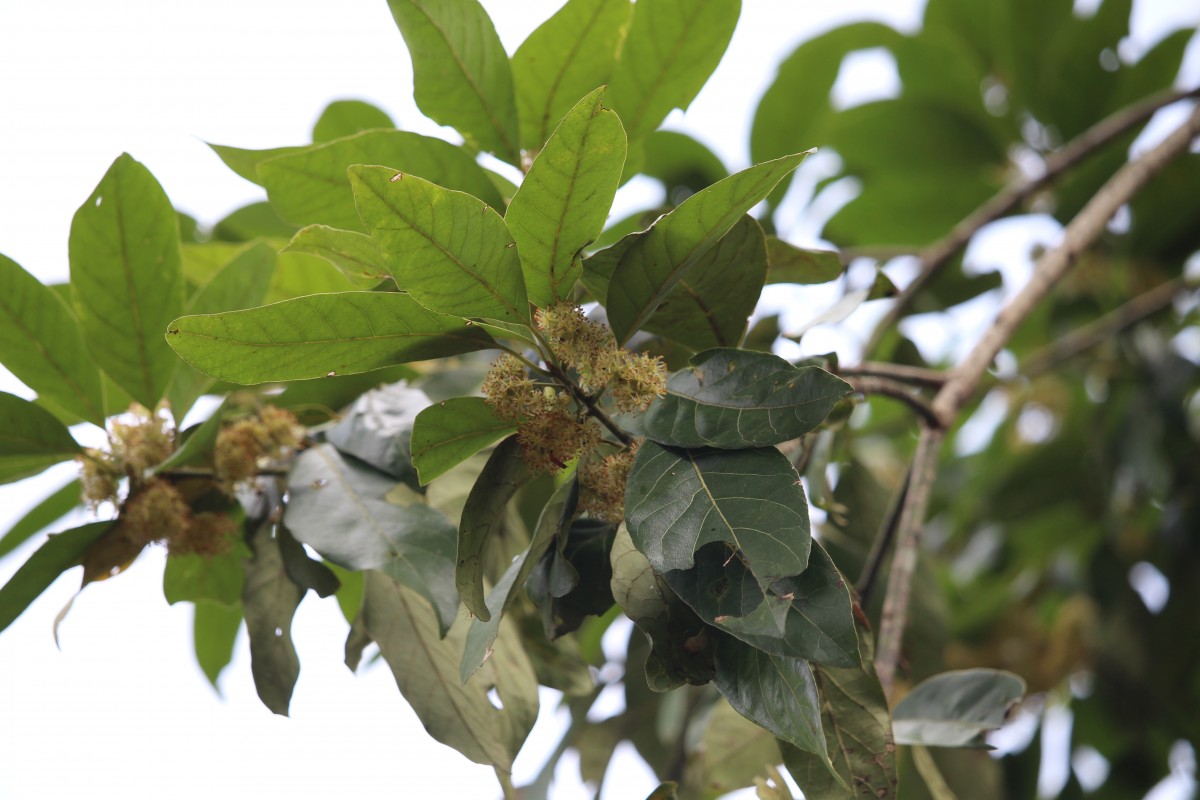 Litsea glutinosa (Lour.) C.B.Rob.